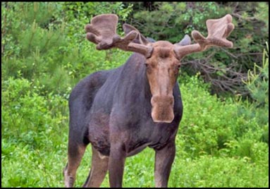 Moose with antlers