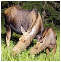 Two Moose